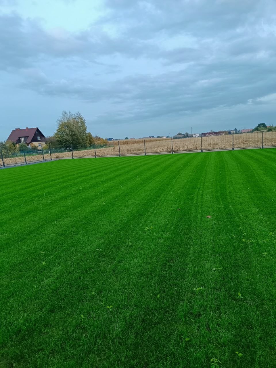 Naturalny trawnik z pasami po koszeniu w naszym ogrodzie